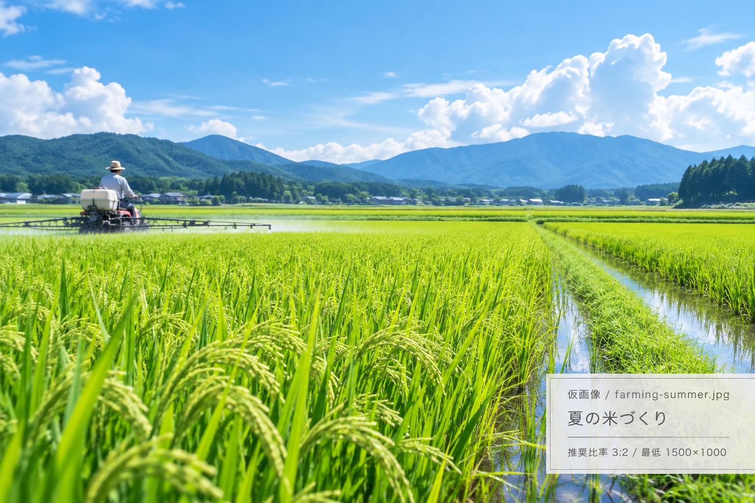 夏の田んぼ（仮画像）
